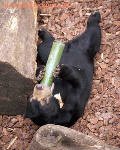 上野動物園　マレーグマ　フジ