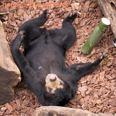 上野動物園　マレーグマ　フジ
