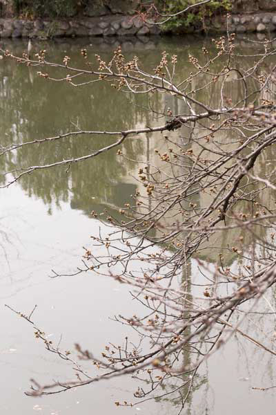 遊亀公園　園内　桜の木