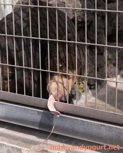 遊亀公園附属動物園　マレーグマ　サンディ