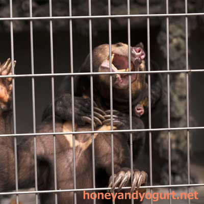 遊亀公園附属動物園　マレーグマ　サクラ　サンディ