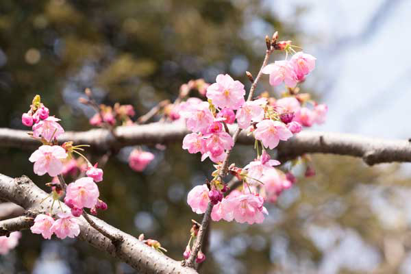 上野動物園 園内 ヨウコウザクラ