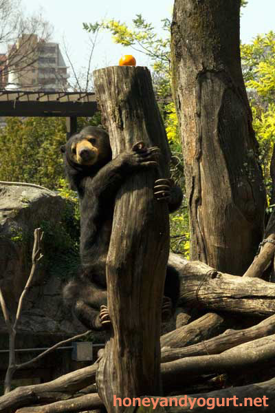 上野動物園　マレーグマ　モモコ