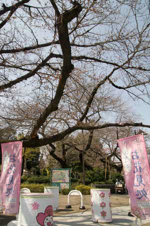 上野公園　お花見処