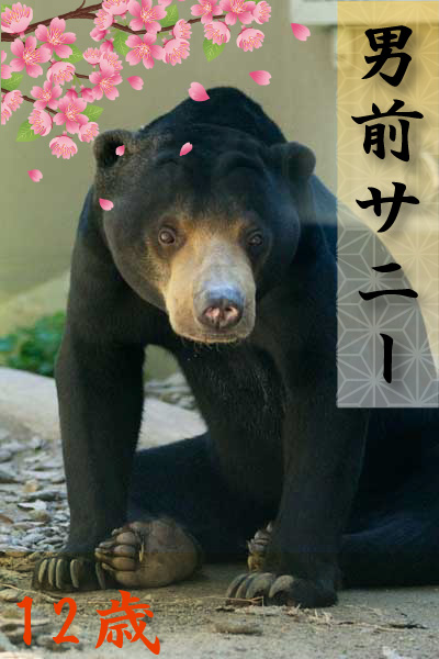 福岡市動物園 マレーグマ サニー
