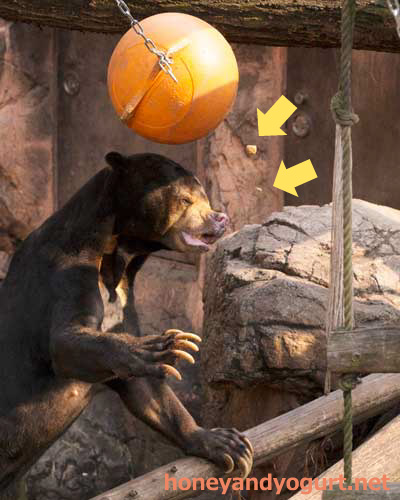 上野動物園　マレーグマ　アズマ