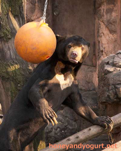 上野動物園　マレーグマ　アズマ