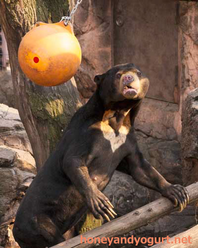 上野動物園　マレーグマ　アズマ