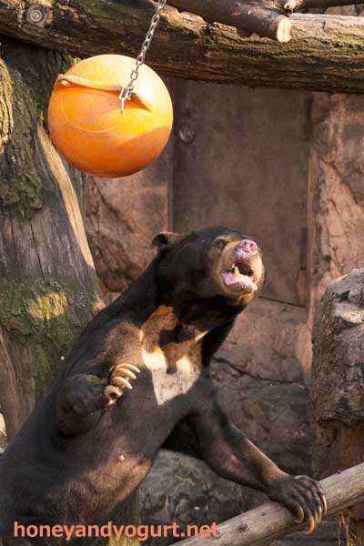 上野動物園　マレーグマ　アズマ