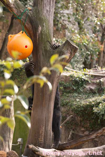 上野動物園 マレーグマ モモコ