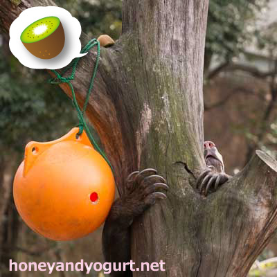 上野動物園 マレーグマ モモコ