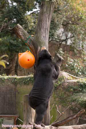 上野動物園 マレーグマ モモコ