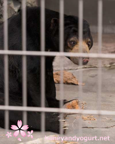 甲府市 遊亀公園附属動物園 マレーグマ サクラ