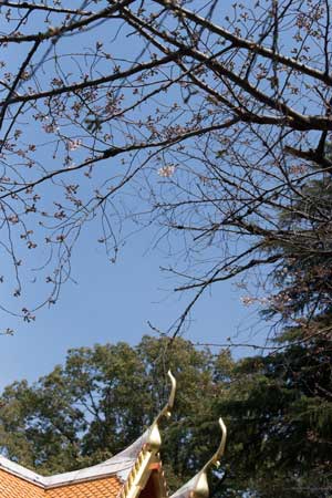 上野動物園 園内 ソメイヨシノ