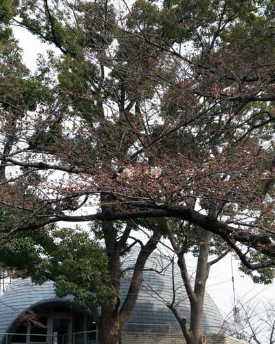上野動物園 園内 桜