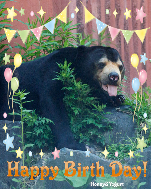 東山動物園　マレーグマ　マーチン