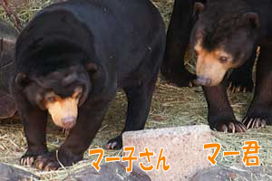 東山動物園　マレーグマ　マー君　マー子
