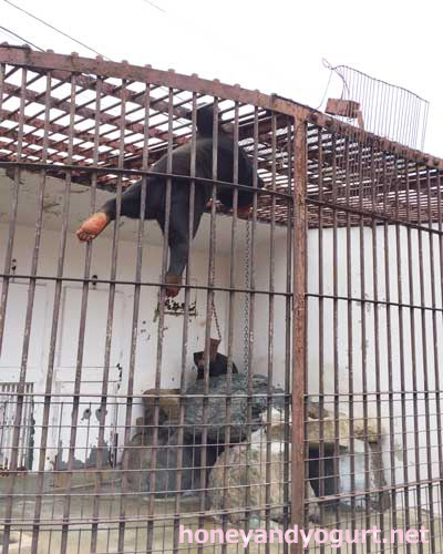 徳山動物園 マレーグマ マーヤ