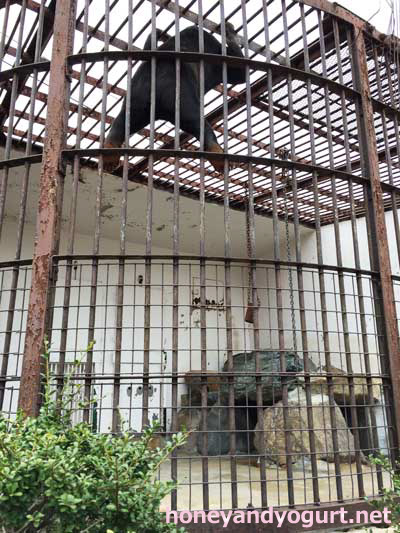 徳山動物園 マレーグマ マーヤ