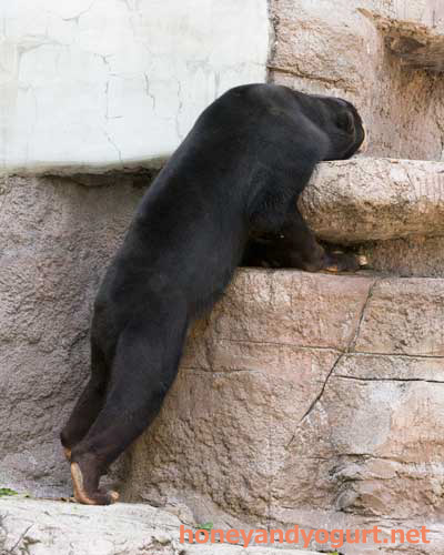 天王寺動物園 マレーグマ マーズ