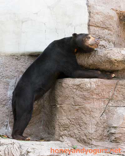 天王寺動物園 マレーグマ マーズ
