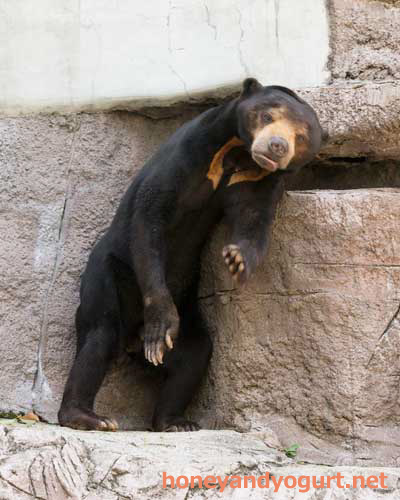 天王寺動物園 マレーグマ マーズ