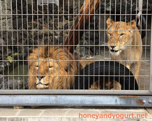 遊亀公園附属動物園 猛獣舎