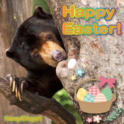 上野動物園　マレーグマ　アズマ