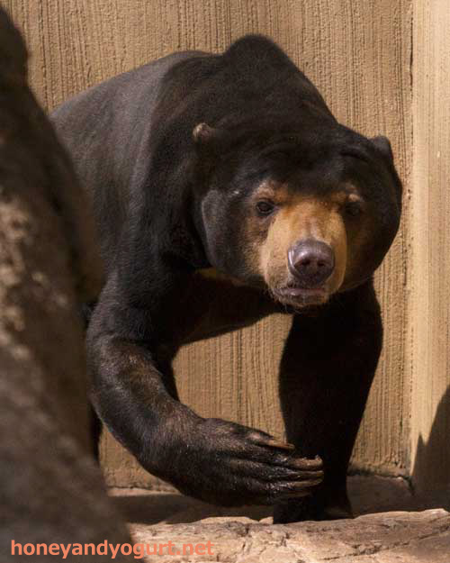 上野動物園　マレーグマ　アズマ