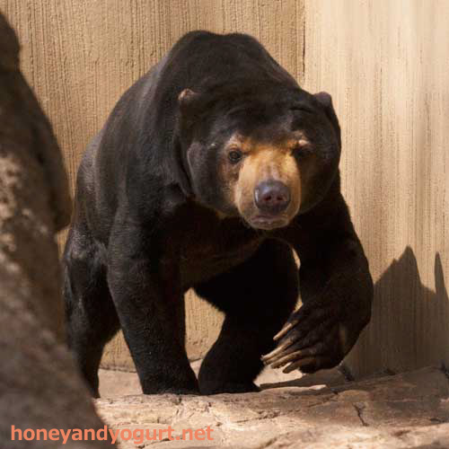 上野動物園　マレーグマ　アズマ
