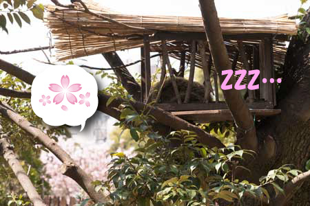 上野動物園　マレーグマ舎