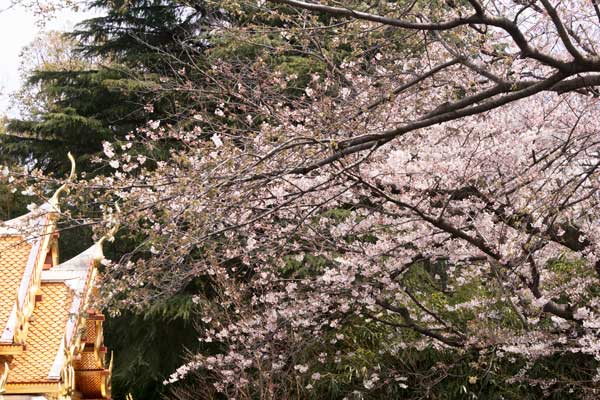 上野動物園　園内　ソメイヨシノ