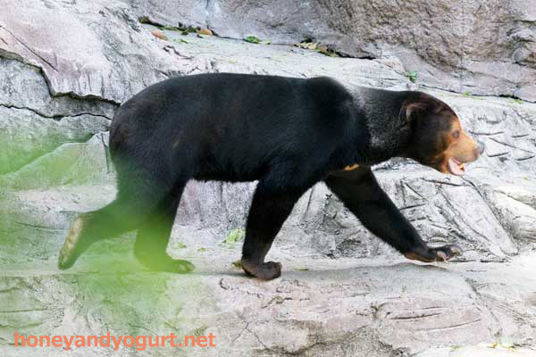 天王寺動物園　マレーグマ　マーサ