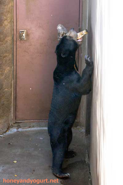 上野動物園　マレーグマ　フジ