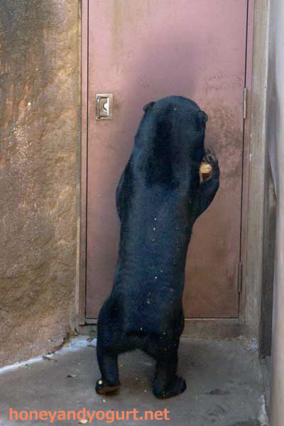 上野動物園　マレーグマ　フジ