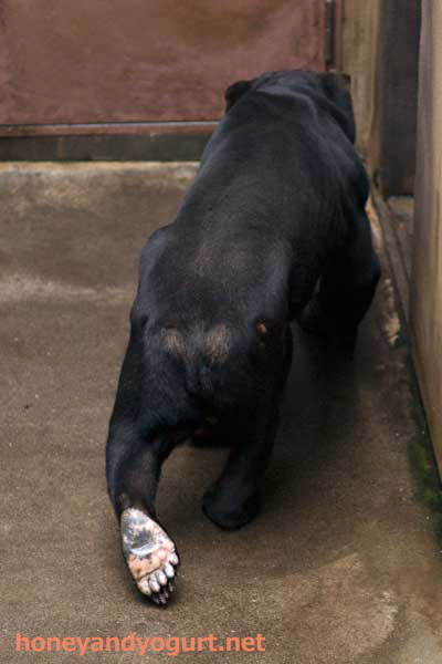 上野動物園 マレーグマ アズマ