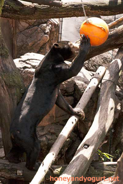 上野動物園 マレーグマ アズマ