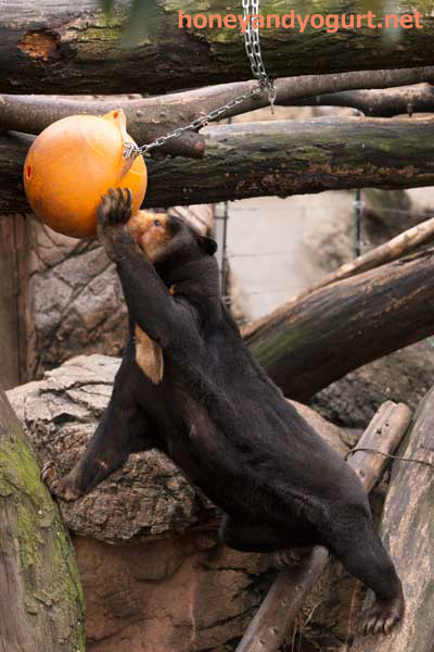 上野動物園 マレーグマ キョウコ