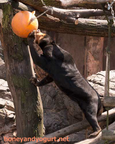 上野動物園 マレーグマ キョウコ