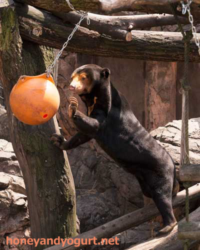 上野動物園 マレーグマ キョウコ