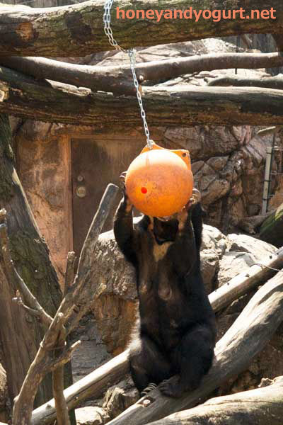 上野動物園 マレーグマ モモコ