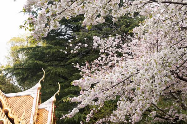 上野動物園 園内 桜