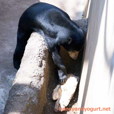 上野動物園　マレーグマ　フジ