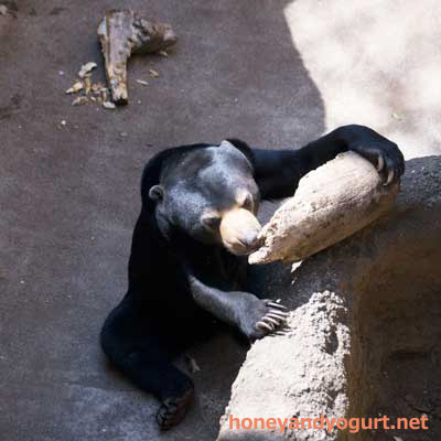 上野動物園　マレーグマ　フジ