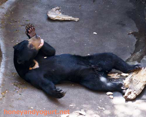 上野動物園　マレーグマ　フジ