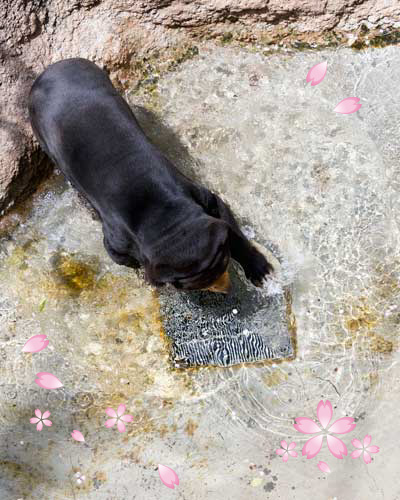 上野動物園　マレーグマ　キョウコ
