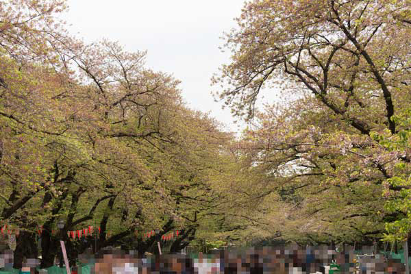 上野公園　桜並木
