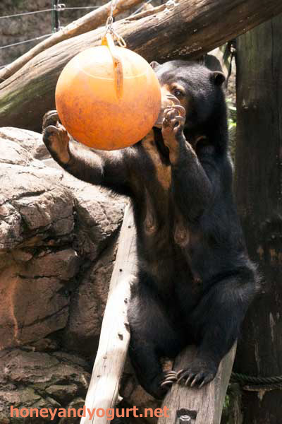 上野動物園　マレーグマ　モモコ