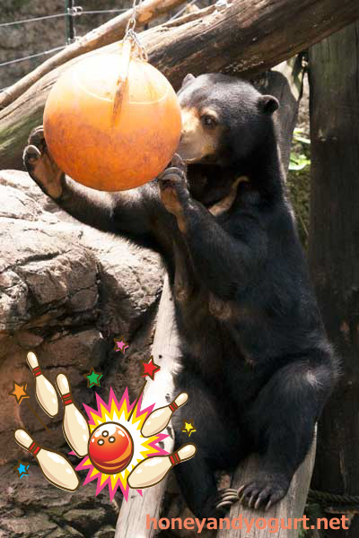 上野動物園　マレーグマ　モモコ