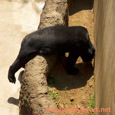 上野動物園　マレーグマ　フジ